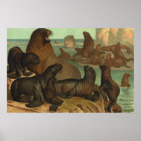 Otaries sur la Plage, Animaux de la Vie Marine Vin