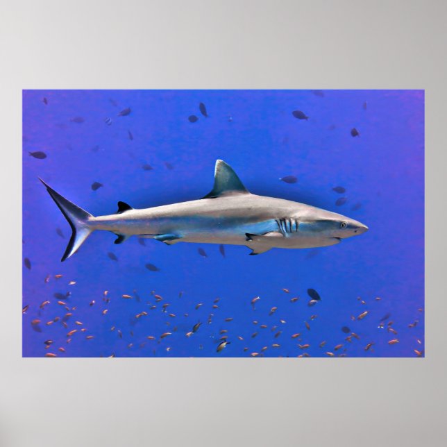 Poster Otto (Devant)