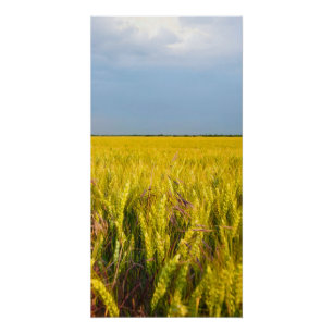 Poster Où le blé danse avec le vent - Nature sauvage