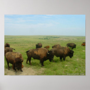 Poster Où Le Buffalo Roam-02