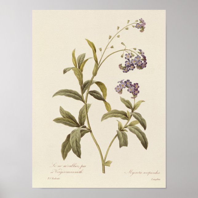 Poster Oublie-moi-non (Devant)