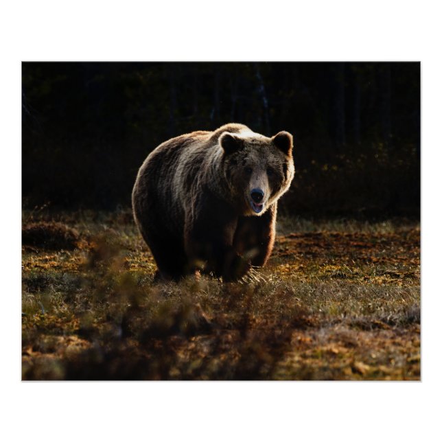 Poster Ours (Devant)