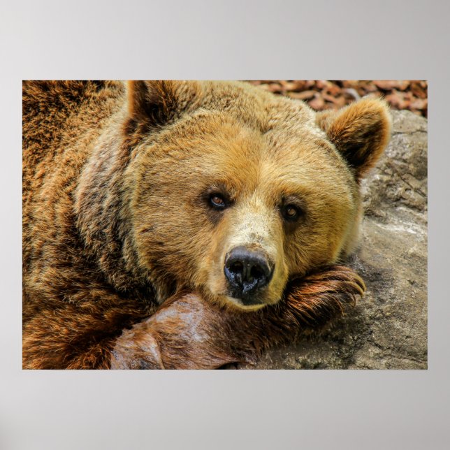 Poster Ours (Devant)