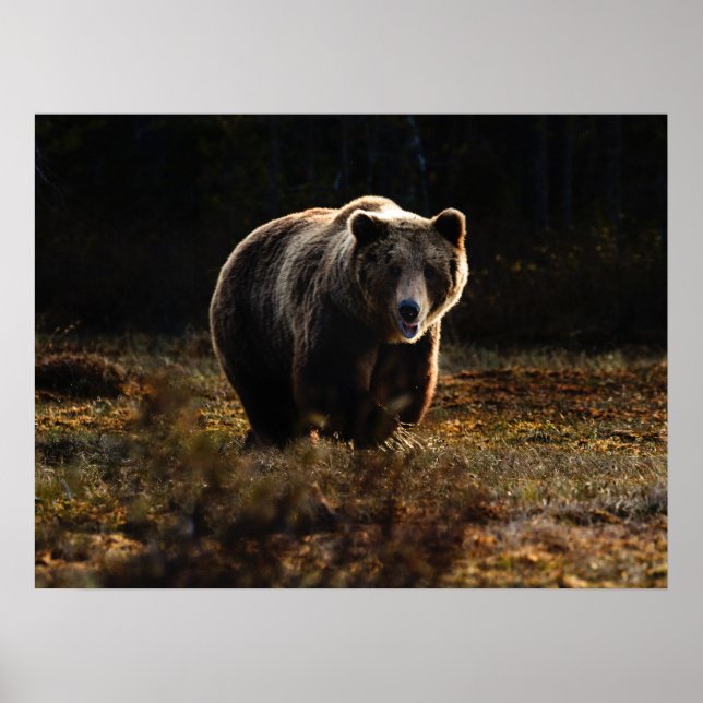 Poster Ours (Devant)