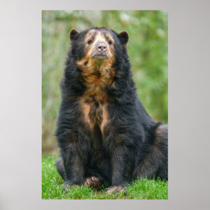 Poster Ours andin gracieux en habitat luxuriant