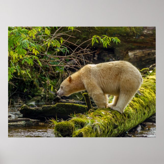 Poster Ours blanc (Devant)