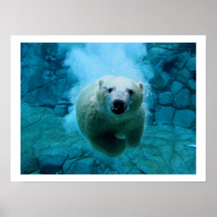 Poster Ours blanc dans l'eau