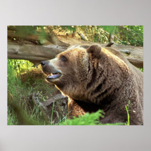 Poster Ours Brown