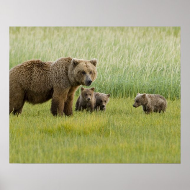 Poster Ours Brown de l'Alaska et trois Cubs, Ursus (Devant)