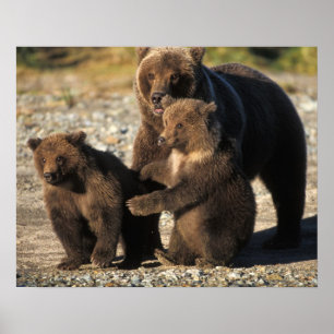 Poster ours Brown, grizzli, semer avec des oursons sur la