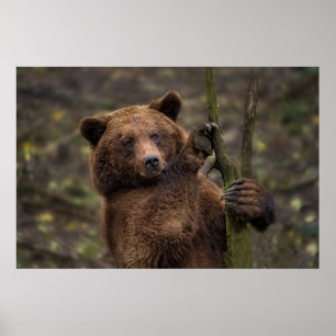 Poster Ours Brown Toutes Les Presses Et Les Clignotements