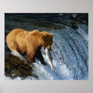 Poster Ours brun d'Alaska attrapant un saumon à Brooks