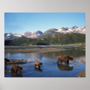 Poster Ours brun, grizzly, truie et oursons dans