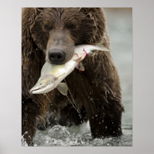 Poster Ours brun, ou Grizzly côtier, Ursus