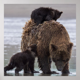 Poster Ours brun   Parc national du lac Clark