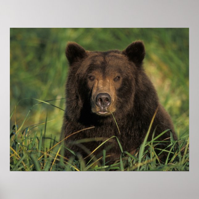 Poster ours brun, Ursus arctos, grizzli, Ursus 9 (Devant)