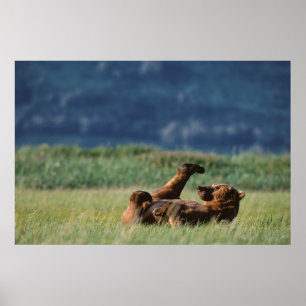 Poster Ours bruns en train de jouer, Ursus arctos, Alaska