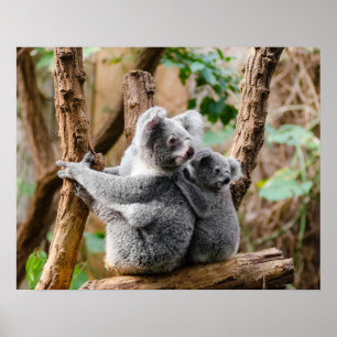 Poster Ours de Koala