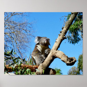 Poster Ours De Koala Dans L'Ancien Arbre,