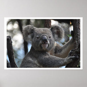 Poster Ours de Koala dans l'arbre