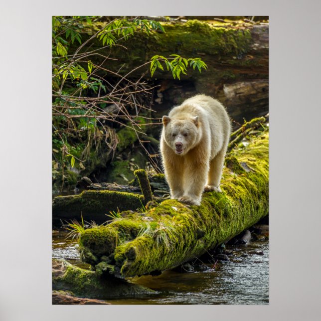 Poster Ours d'esprit blanc | Colombie-Britannique, Canada (Devant)