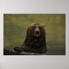 Poster Ours Grizzli Dans L'Eau