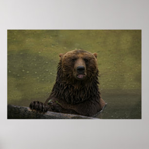 Poster Ours Grizzli Dans L'Eau