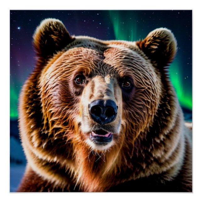 Poster Ours grizzli et aurores boréales (Devant)