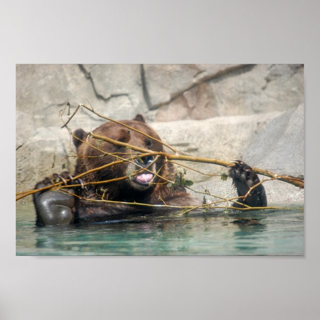 Poster Ours grizzli jouant dans l'eau (Devant)