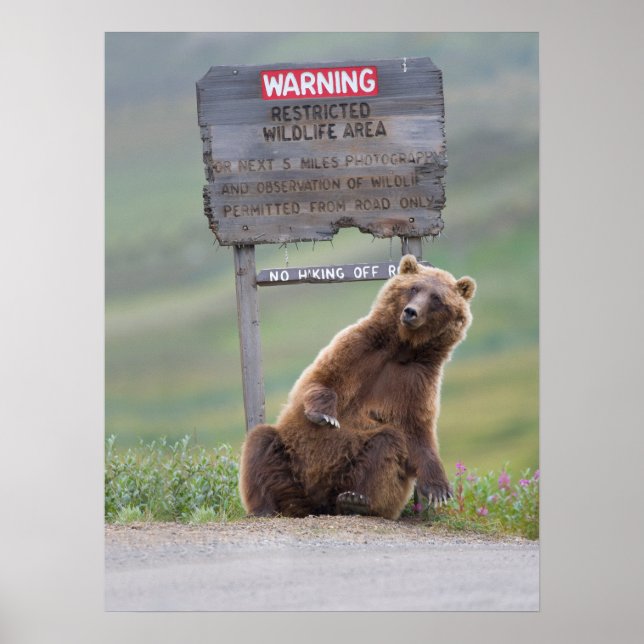 Poster Ours Grizzly Joue Avec Un Panneau (Devant)