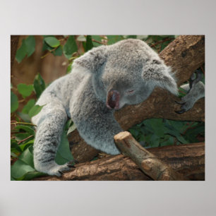 Poster Ours Koala couché mou