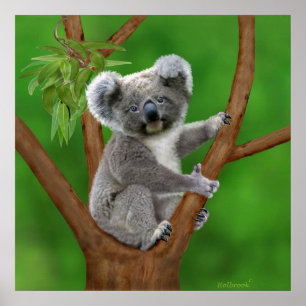 Poster Ours Koala de bébé aux yeux bleus