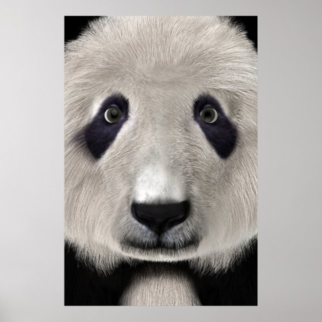 Poster Ours Panda (Devant)