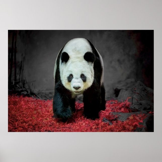 Poster Ours Panda (Devant)