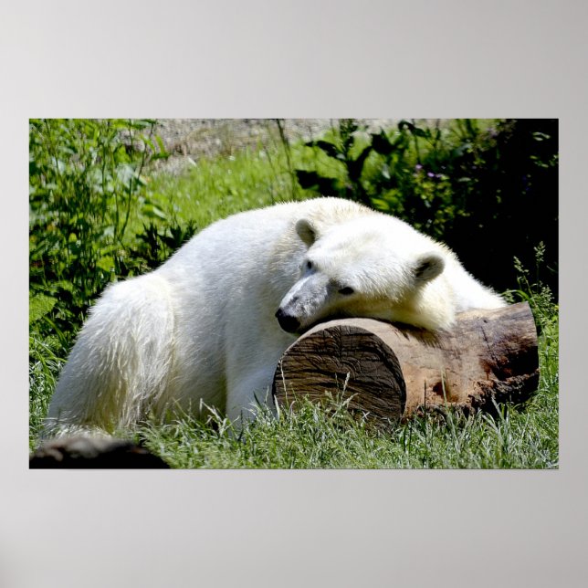 Poster Ours polaire (Devant)