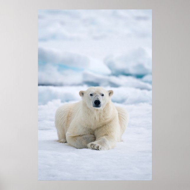 Poster Ours polaire adulte sur la glace du pack d'été (Devant)