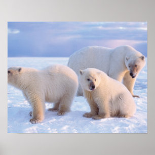 Poster Ours polaire femelle avec des oursons sur la glace