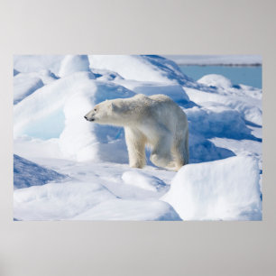Poster Ours polaire masculin jeune