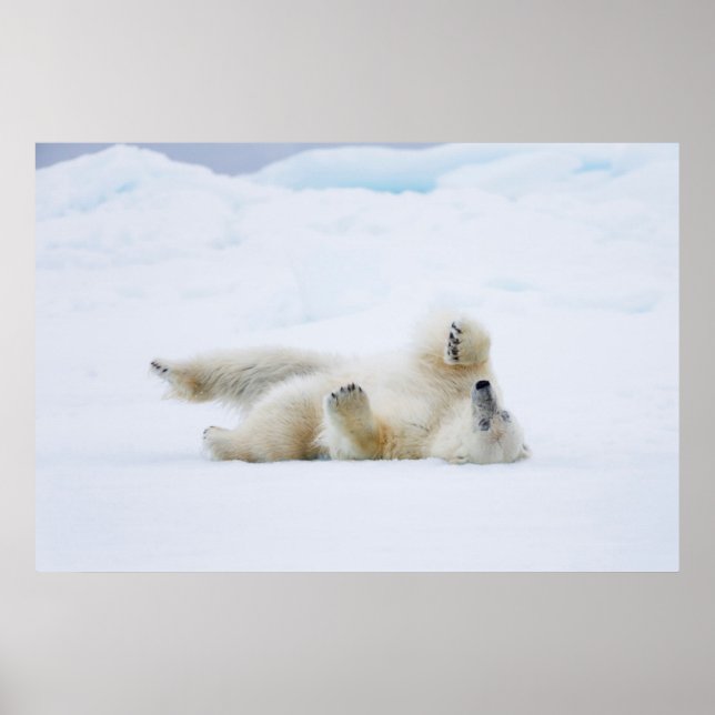 Poster Ours polaire roulant dans la neige, Norvège (Devant)