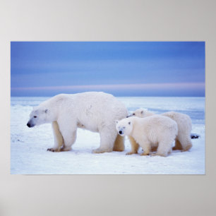 Poster Ours polaire semé avec des petits sur la banquise 