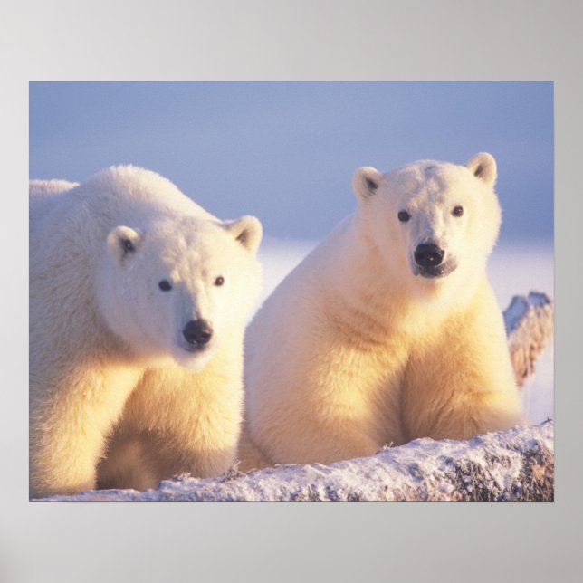 Poster Ours polaire semé avec un petit sur la glace de me (Devant)