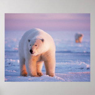 Poster ours polaire, Ursus maritimus, grand sanglier sur