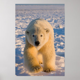 Poster ours polaire, Ursus maritimus, ours polaire sur gl