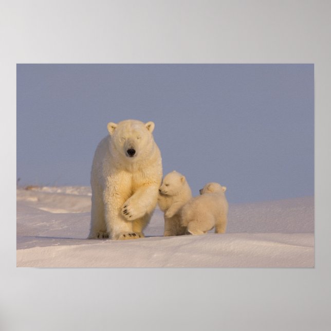 Poster ours polaire, Ursus maritimus, semer avec nouveau- (Devant)