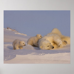 Poster ours polaire, Ursus maritimus, truie jouant