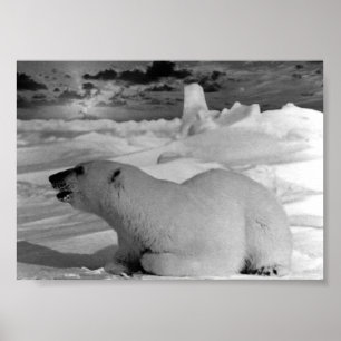 Poster Ours polaire Vintage USA Alaska