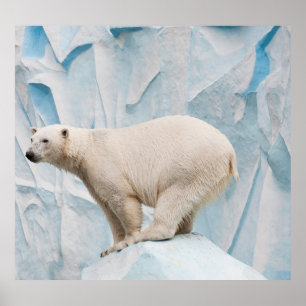 Poster Ours polaire : Zoo Habitat Aperçu