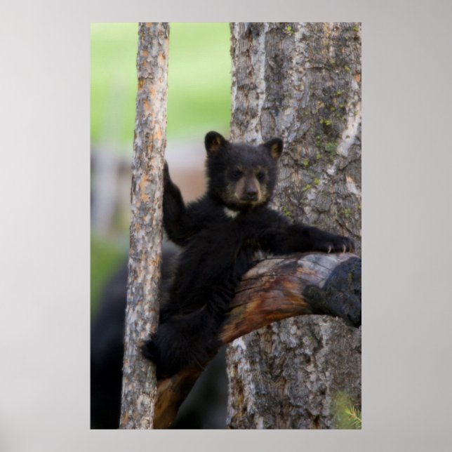 Poster Ourson ours noir se reposant (Devant)