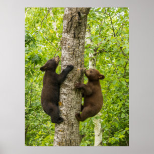 Poster Oursons de l'ours noir grimpant à l'arbre