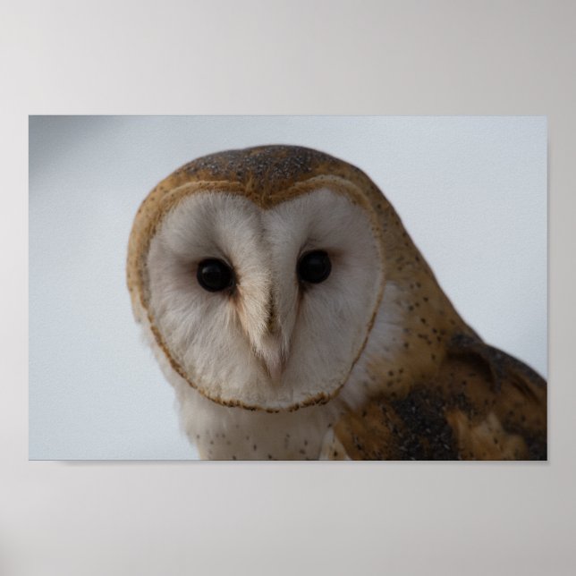 Poster Owl Eyes (Devant)
